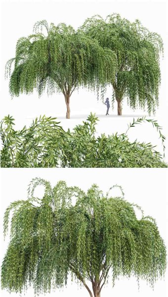 少见稀有的垂杨柳柳树3D模型—MAX | FBX | OBJ