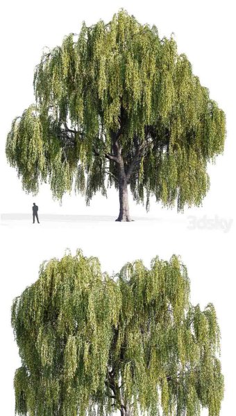 少见稀有的植物柳树3D模型—MAX | FBX | OBJ