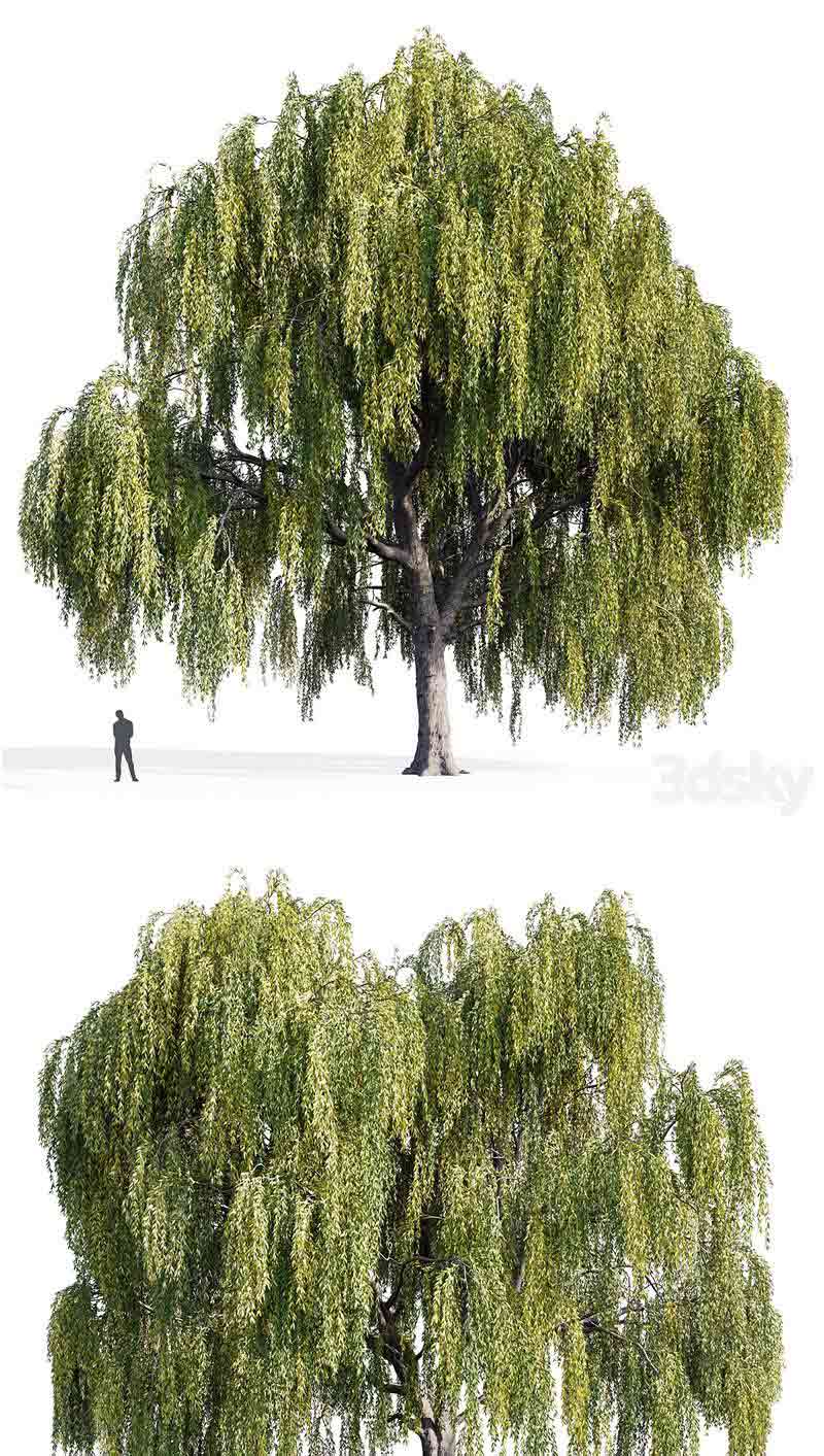少见稀有的植物柳树3D模型—MAX | FBX | OBJ插图