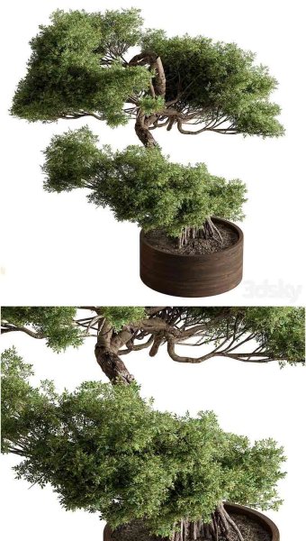 时尚高端中国风迎客松室内盆景植物3D模型—MAX | FBX | OBJ