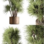 高品质的室内植物植物3D模型—MAX | FBX | OBJ