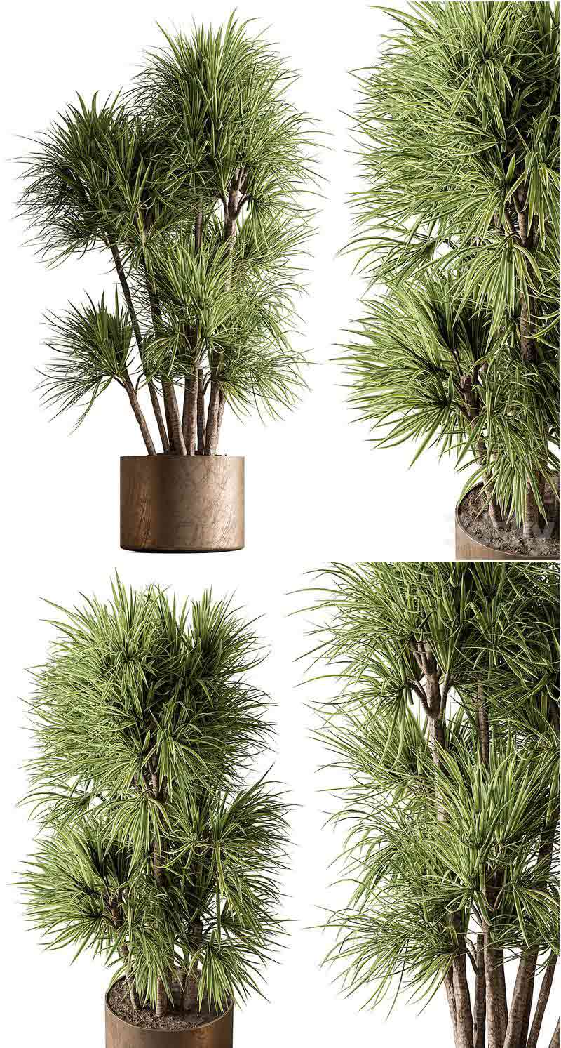 高品质的室内植物植物3D模型—MAX | FBX | OBJ插图