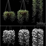 5个花盆里的常春藤植物3D模型—MAX | FBX | OBJ