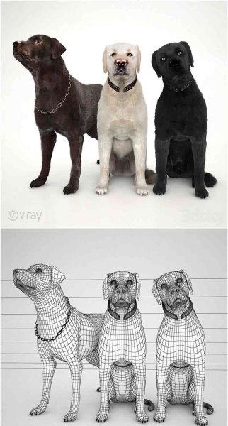 拉布拉多犬狗动物3D模型—MAX | FBX | OBJ