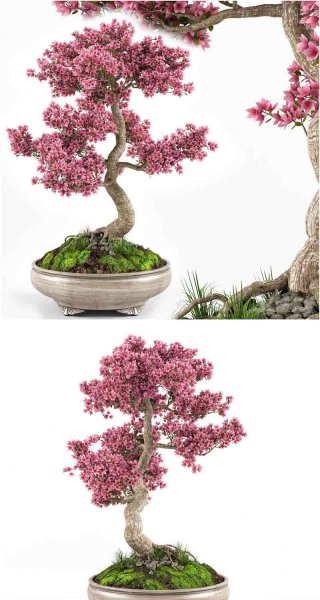 少见的樱花盆景树3D模型—MAX | FBX | OBJ