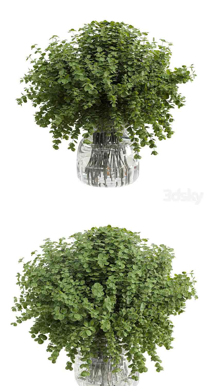 带玻璃花瓶白色的树枝植物花束3D模型—MAX | FBX | OBJ插图
