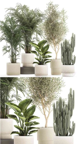 现代小型室内郁郁葱葱的棕榈树橄榄树仙人掌鹤望兰植物套装植物3D模型—MAX | FBX | OBJ