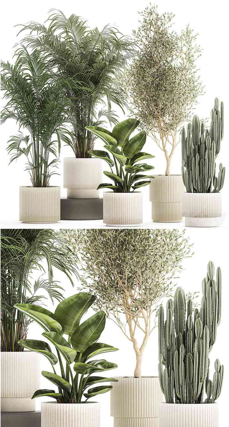现代小型室内郁郁葱葱的棕榈树橄榄树仙人掌鹤望兰植物套装植物3D模型—MAX | FBX | OBJ插图