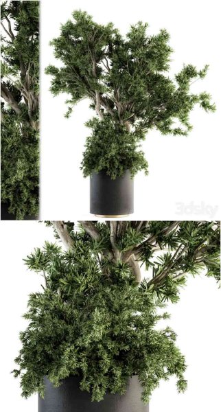 混凝土花盆中的户外植物树3D模型—MAX | FBX | OBJ