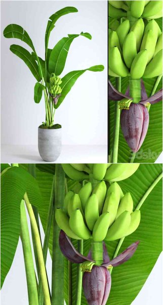 长满青苔的香蕉树3D模型—MAX | FBX | OBJ