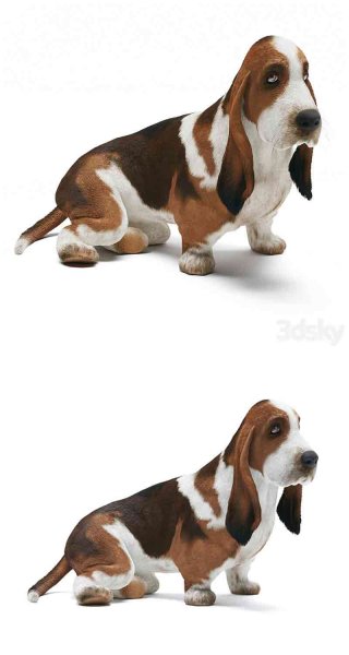 巴吉度猎犬狗宠物3D模型—MAX | FBX | OBJ