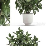 适合室内装饰的生长在白色的金属盆中美丽茂盛的花树榕树3D模型—MAX | FBX | OBJ