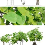 少见的植物3D模型梓树3D模型—MAX | FBX | OBJ