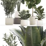 高品质的植物盆栽装饰3D模型大集合—MAX | FBX | OBJ