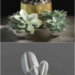 仙人掌盆栽植物3D模型—MAX | FBX | OBJ