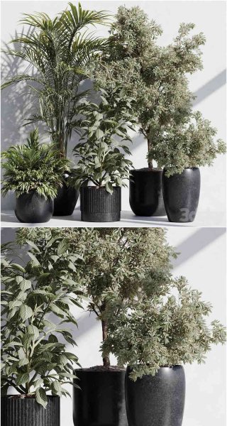 高品质的室内植物3D模型大集合—MAX | FBX | OBJ