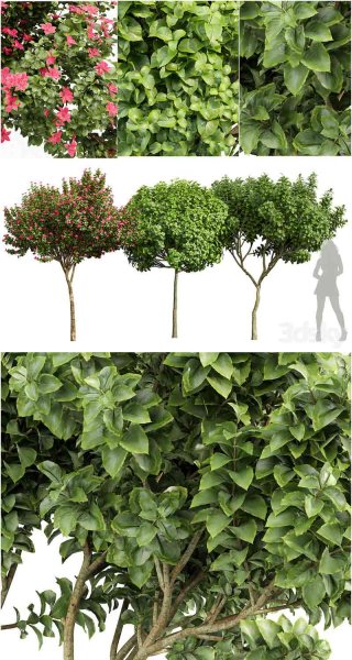 黄兰楸树和兰花香花灌木植物3D模型—MAX | FBX | OBJ