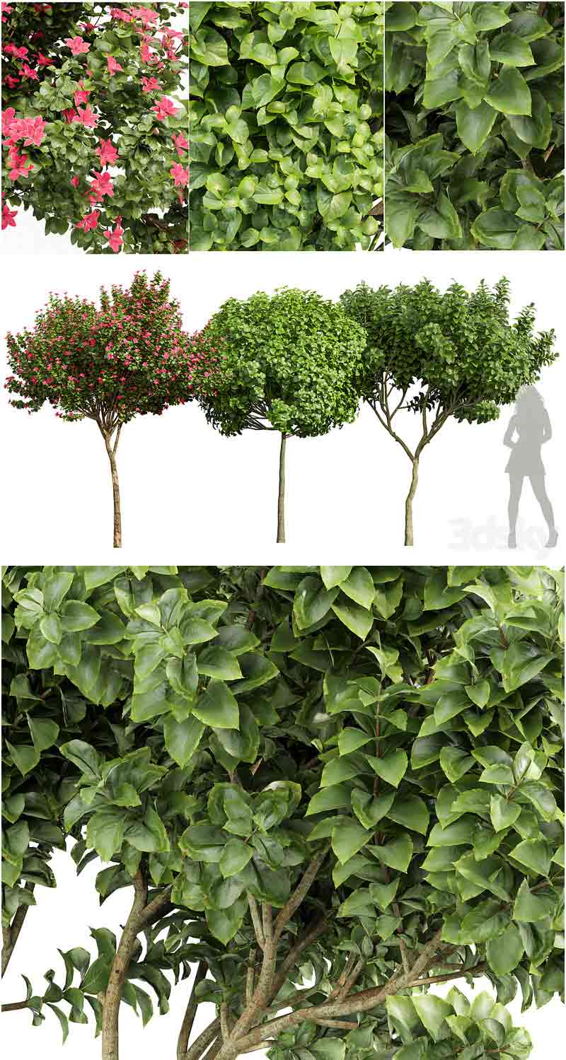 黄兰楸树和兰花香花灌木植物3D模型—MAX | FBX | OBJ插图