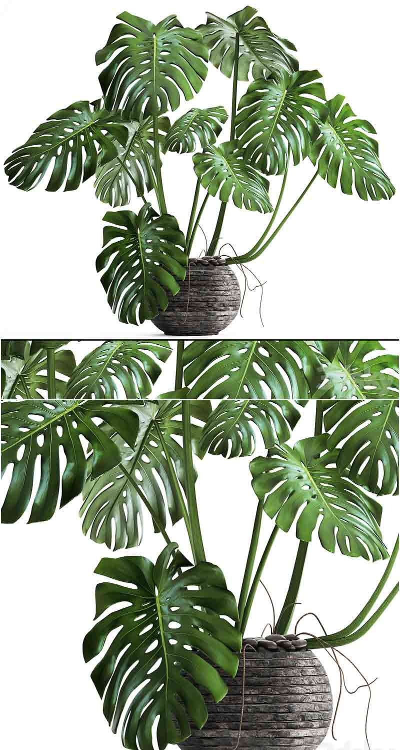 龟背竹花架灌木丛室内装饰办公室植物盆栽 3D模型—MAX | FBX | OBJ插图