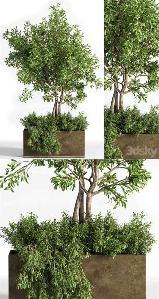 高品质的户外植物树木景观3D模型—MAX | FBX | OBJ