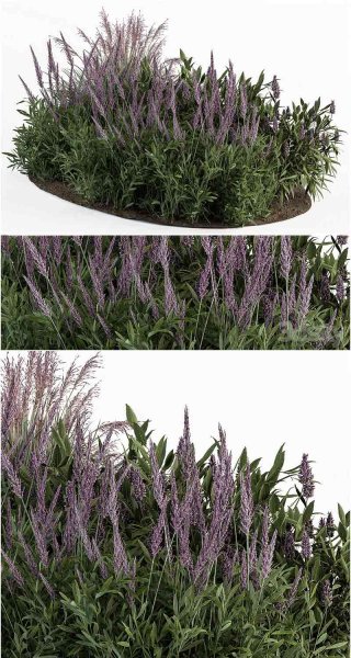 花园套装薰衣草灌木植物3D模型—MAX | FBX | OBJ