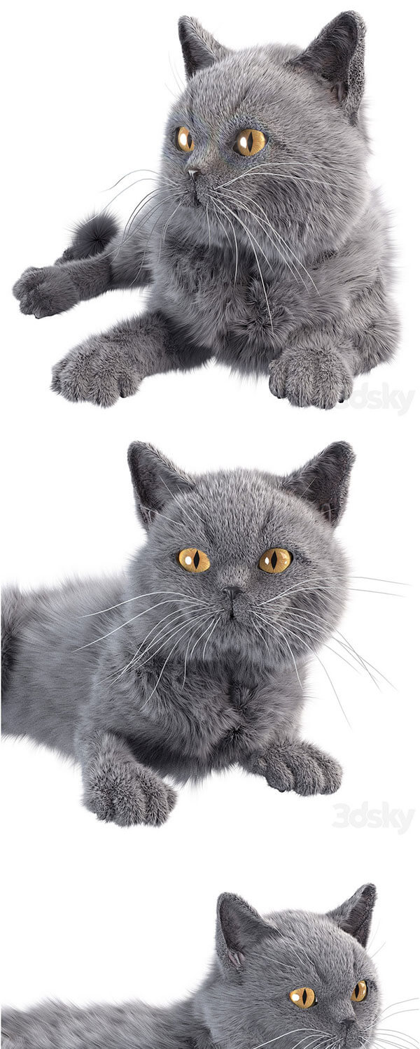 灰色猫咪动物宠物3D模型—MAX | FBX | OBJ插图